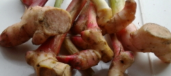 Greater Galangal