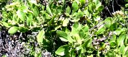 Rasna (Pluchea lanceolata) and 5 other prominent Ayurveda herbs.